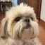 sussylashihtzu