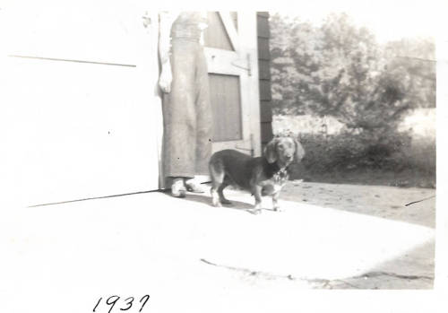 classicdogs