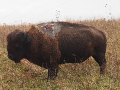 “This is Sparky, one tough bison at Neal Smith National Wildlife Refuge in Iowa. In summer 2013, Spa