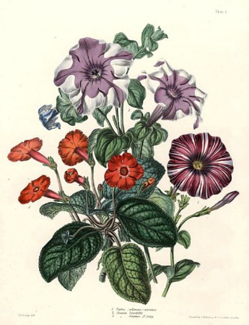 heaveninawildflower: Mixed bouquet of flowers by  Charlotte Caroline Sowerby taken from ‘The Illustrated Bouquet’ (1857–64). Wikimedia. 