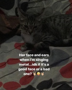 ‭‭ #newcat #newpet #newkitten #cat #kitten #pet #heisashe #itsagirl #ozzy #changedname #militia #mili