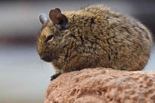 When I'm A Small Prey Mammal And I've Evolved To Survive The Barren Rocky Landscape By Optimizing Into