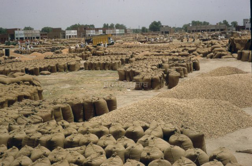 Grain Market, Punjab, India 1973