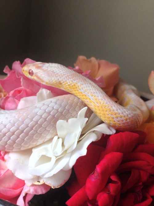 sarah-scales:  Everybody needs a corn snake, okay? 