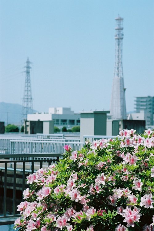 zyu10: Kyoto, Japan, 2015