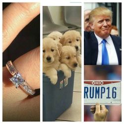 Getting Married! I Am Pregnant With A Litter Of Puppies! And I Am Voting For Trump