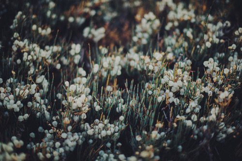 floralls: by  Javier Canale Facebook // Twitter // Getty Images