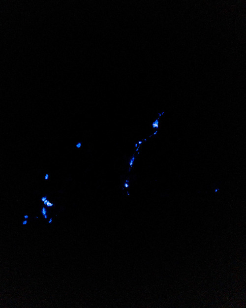 Scheelite in Brecciated Quartz displaying fluorescenceLocality: Salmite Mine, Northwest Territories,