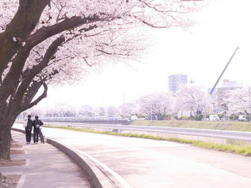 ileftmyheartintokyo: Friends by kaori36 on Flickr.