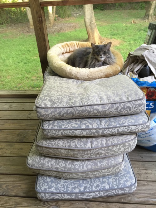 Trying to clean the porch, accidentally created a “Princess and the Pea” situation for S