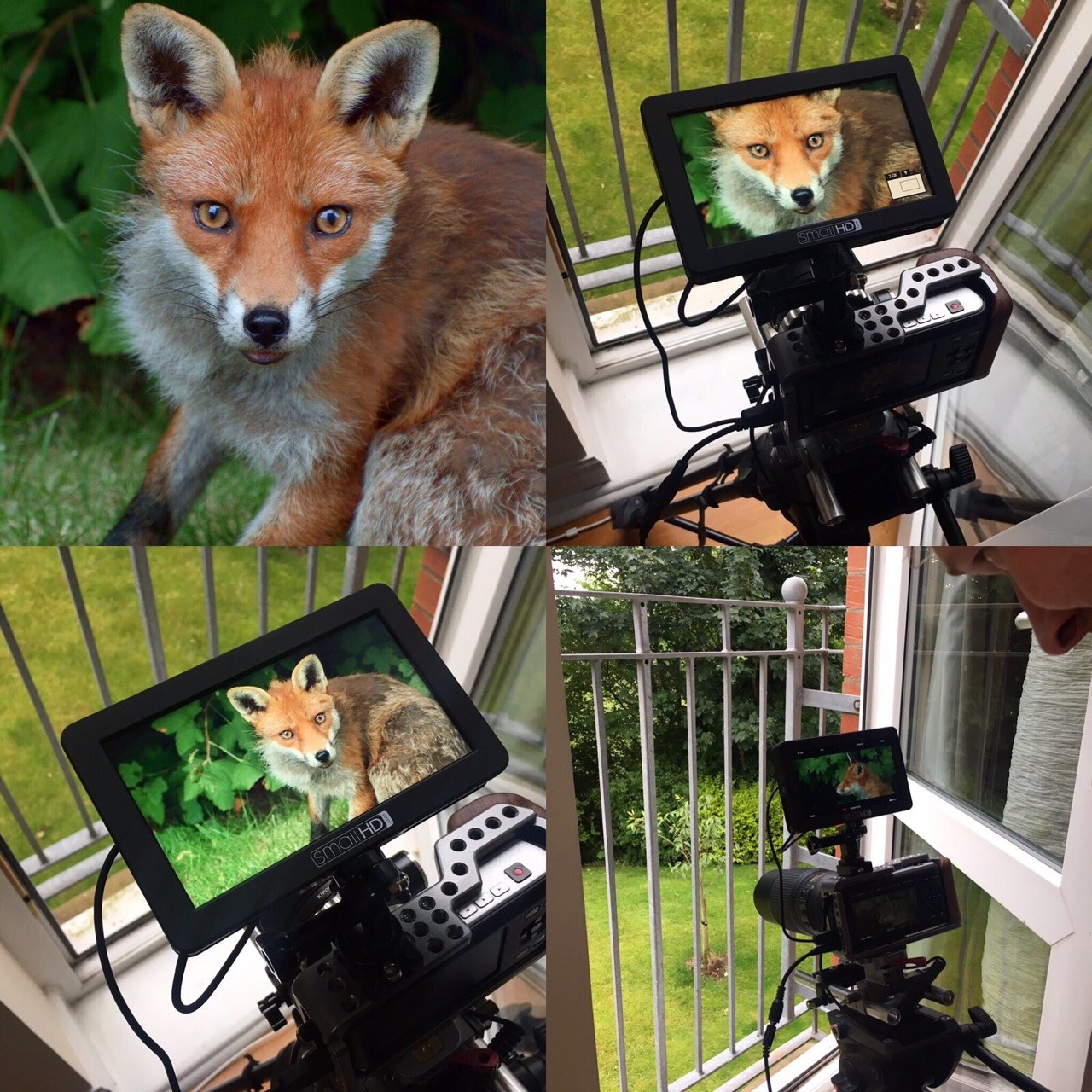 <p><a href="https://digstellar.tumblr.com/post/163205662915/doing-some-epic-wildlife-filming-in-sunny-scotland" class="tumblr_blog">digstellar</a>:</p>

<blockquote><p>Doing some epic wildlife filming in sunny Scotland</p></blockquote>