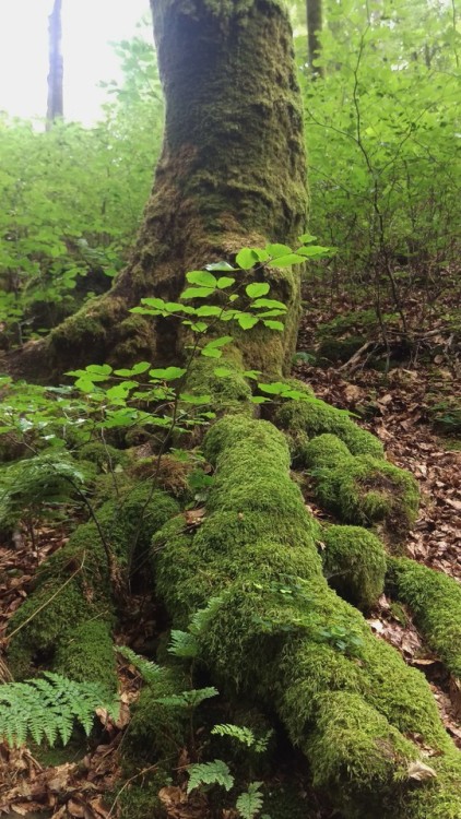 gewiwo:Karlstalschlucht,Trippstadt,Germany