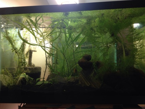 We like live plants. Not the clearest pics, some of them, but maybe we will get better pics in the f