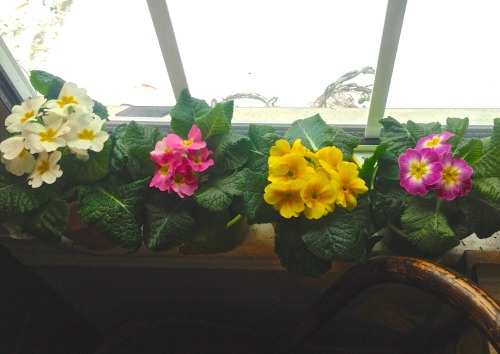 Primroses on the windowsill, snow and summer containers outside. :-)