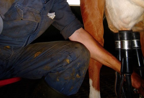 cowboyz:#melken #Bauer #Landwirt #paysan #milking #traire
