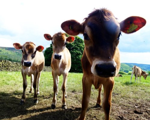 peaceful-moon: stephensbabygirl: forestnymph0: Can I please just have all the baby cows? ✌️ ☮ nature