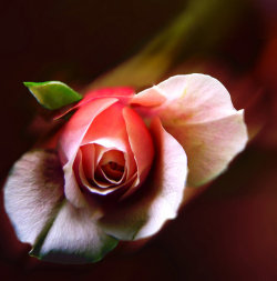 blooms-and-shrooms:  The Lost Rose by Ph0t0-girl