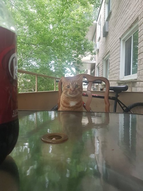 chubbycattumbling:Charlie likes to enjoy a relaxing afternoon with me on the balcony