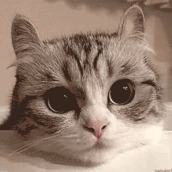 dank-morpork:funnytwittertweets:TREAT??