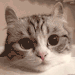 dank-morpork:funnytwittertweets:TREAT??