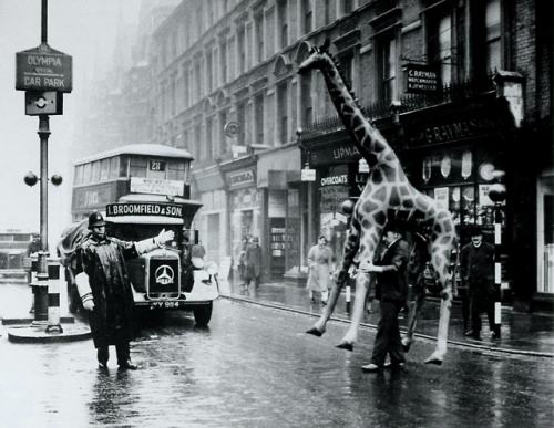 Crossing The Street With A Rubber Giraffe, Photographed By W. E. Meayers, London, 1936