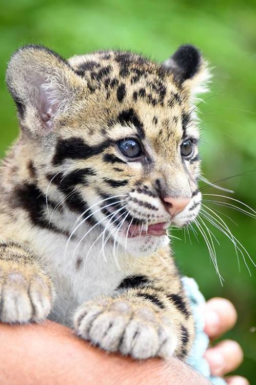 UPDATE: Zoo Miami&rsquo;s Clouded Leopard CubsThe staff at Zoo Miami knows that their fans are eager