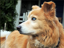 disciple-catastrophe:  murellows:  cjheck out this dog its a mix between a husky and a golden retriever and its the prettiest dog ive ever seen  YOSHUA!!!!!!!!!!!