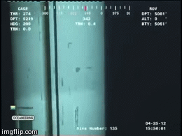 rider-waite:  joyceanfartboner:  unexplained-events:  Strange Marine Creature This