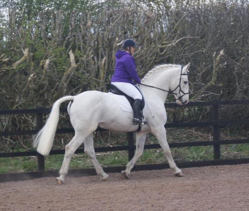 all-the-horses:Balinmore Irish Rebel Rebelara x Irish Charm Irish Draught, Stallion 16.2hh Born 20