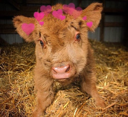 babyanimalgifs:Baby cows