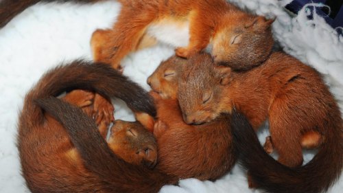 awwww-cute:Baby Red Squirrels