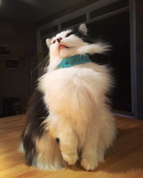 theoreocat: He’s such a purrfect little floof.