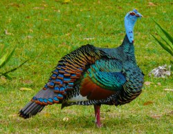 dimetrodone:  Ocellated Turkeys are somehow the prettiest and ugliest birds I’ve ever seen 