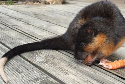 ainawgsd: The rakali, Hydromys chrysogaster, also known as the rabe or water-rat, is an Australian 