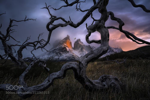 Flight of the Condor by tpoulton001