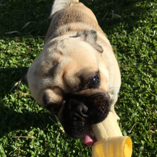 moonre: this is my puggo eating some baninis (we’re both sending love to u!!) @blushgirl I’m in looo