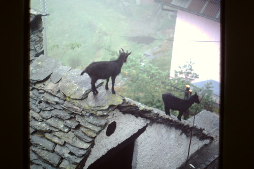 beataviscera: Random goats