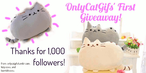 noobtheloser:  onlycatgifs:  1000 Followers Giveaway! Skip to the bolded if you just