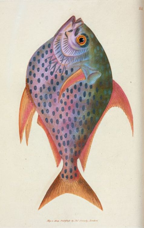 James Sowerby, Zeus Opah, or King-fish, 1804. from British miscellany. NYPL