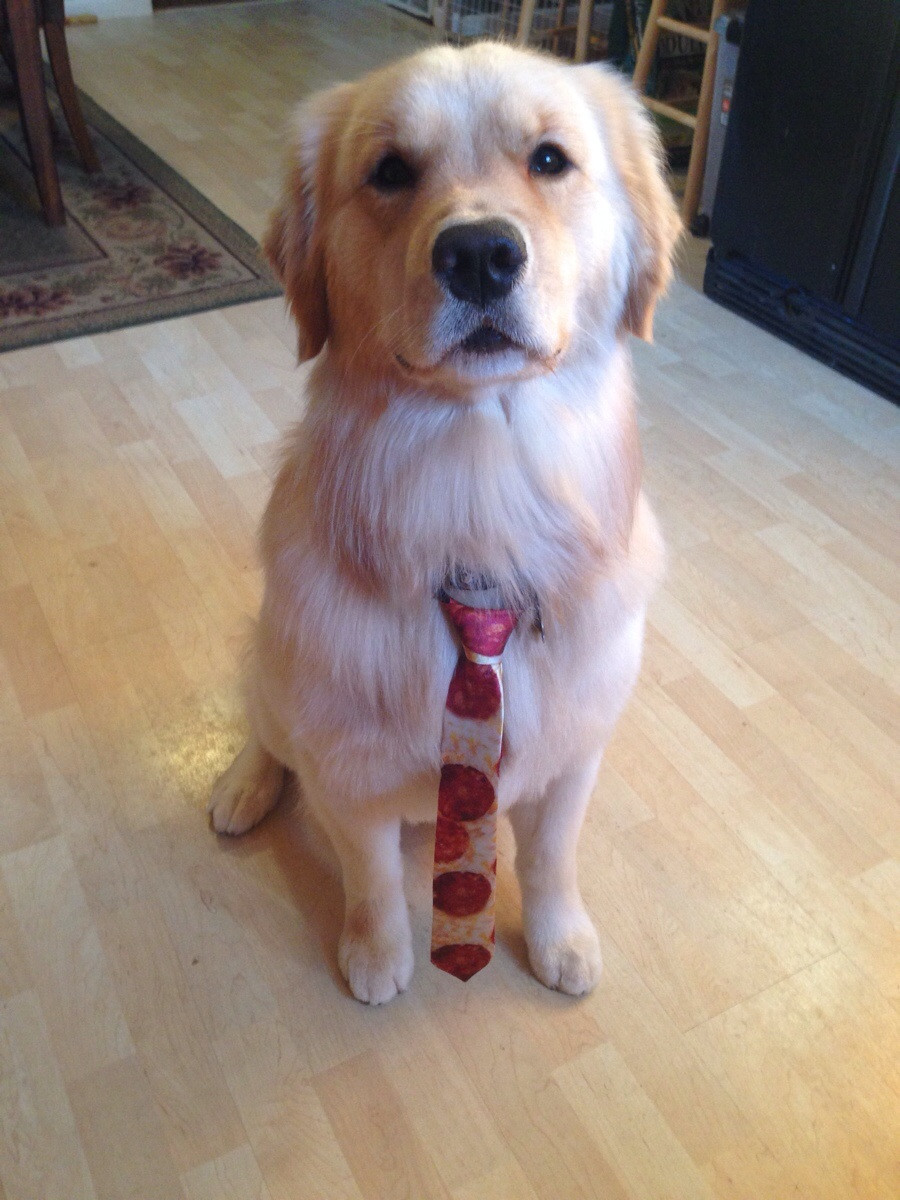 cute-overload:  His first day at a new job. Had to look snazzy.http://cute-overload.tumblr.com