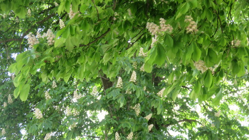 Flowers, Sandomierz