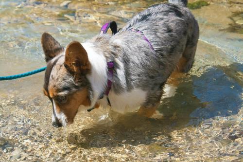 emmathebean:teslacardi:  Yesterday miss emmathebean and I went hiking and swimming at a nature preserve.  We got super muddy and were able to clean off in the creeks!  Super thankful that emma’s mom took pictures of me!  Hope we can do it again but