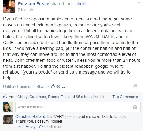 pursuit43:  hypernatraemia:  rudolphsb9:  opossummypossum: It’s baby season! Reblogging in case myself or my followers encounter orphaned possum babies.  Also important note! If they’re old enough, the babies WILL hiss and drool as a threat display.