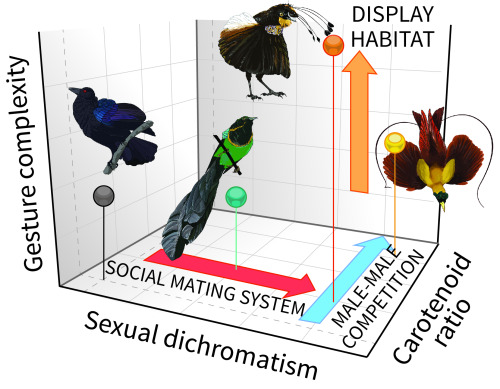 New paper out on bird of paradise display evolution!They sing, they dance, and they’re colorful to b