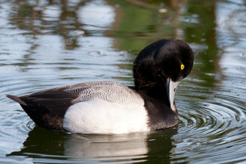 Greater Scaup (Aythya marila) >>by Dave Fox