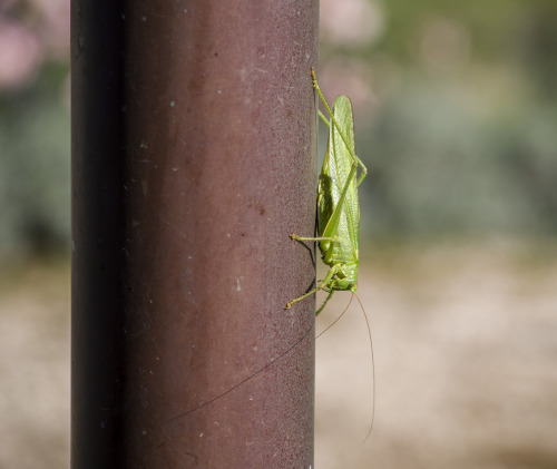 Cavalletta verde.Campoleone, giugno 2016