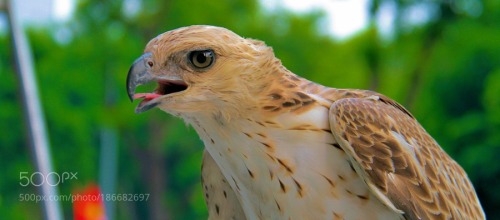 Shikra by khoitran