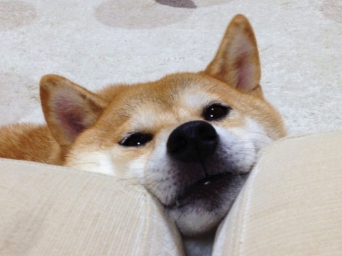 http://rufpup.tumblr.com/post/136899017693