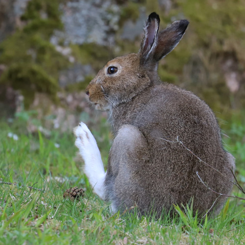 koobaxion: michaelnordeman: The Mountain hare/skogshare reminds you of the importance to wash your f