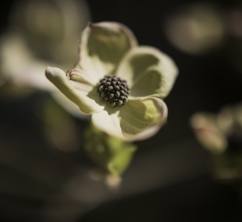 At the botanical garden in Munich.